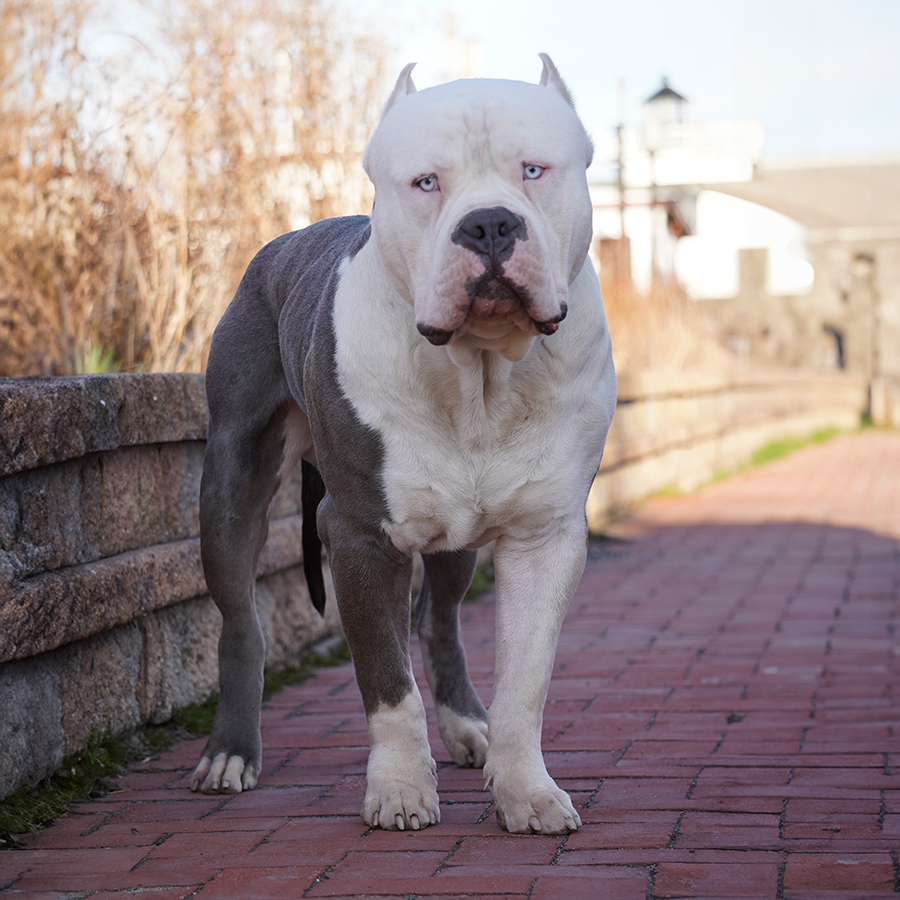 Read more about the article Xtreme Champion Doug