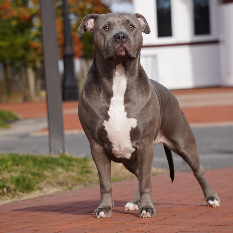 Read more about the article Manmade’s Velma