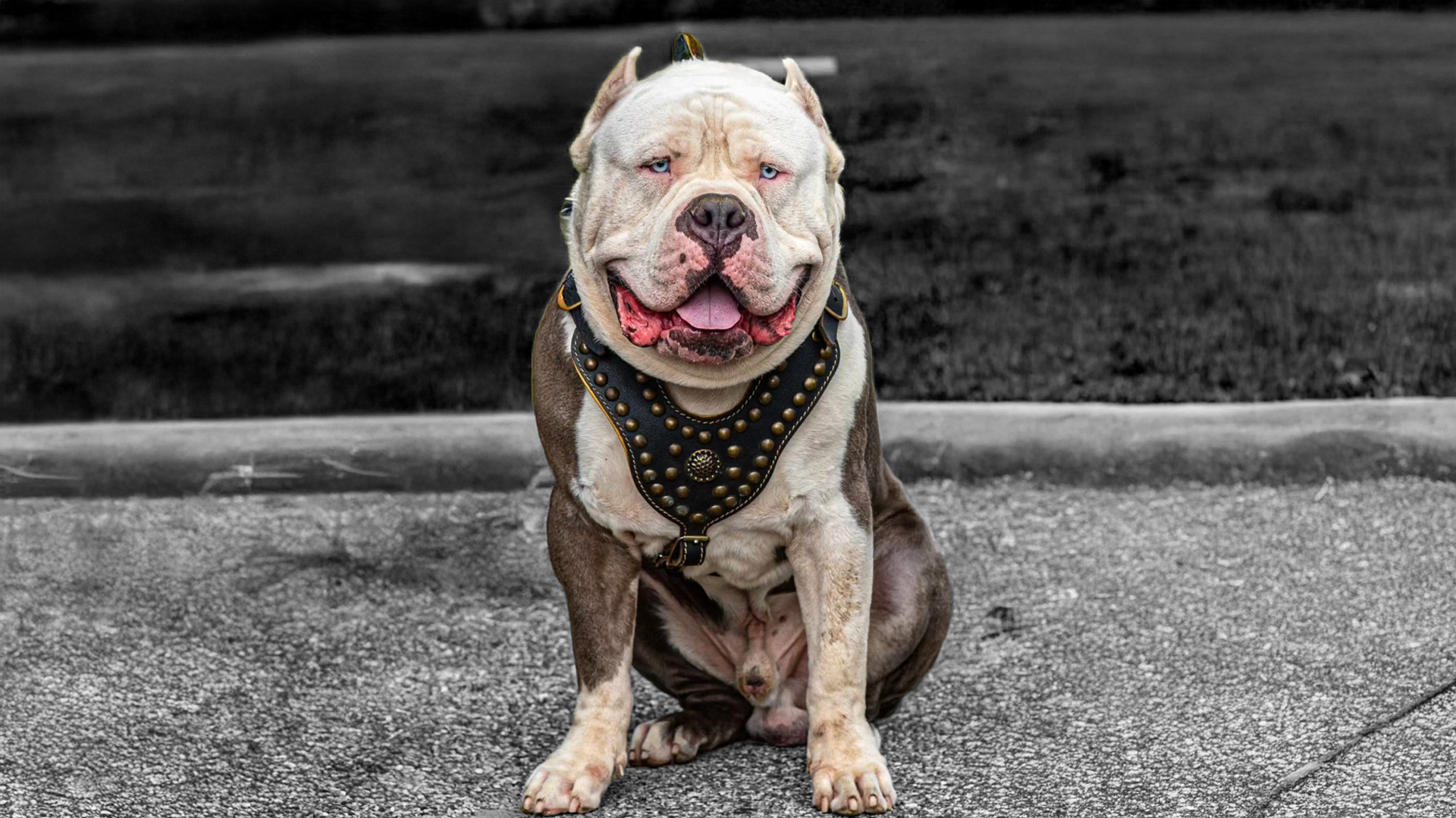 Read more about the article How Sport and Training Can Help You Bond with Your XL Bully